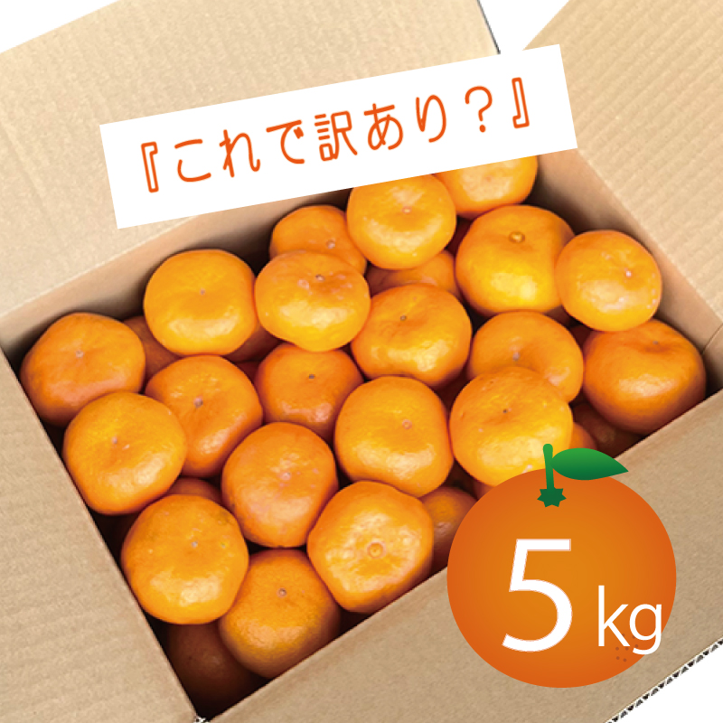 訳ありみかん